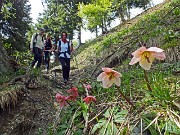 26 Ellebori colorati  in fioritura avanzata 